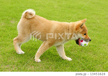 ボール遊びをする柴犬の写真素材
