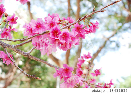 緋寒桜 13451635