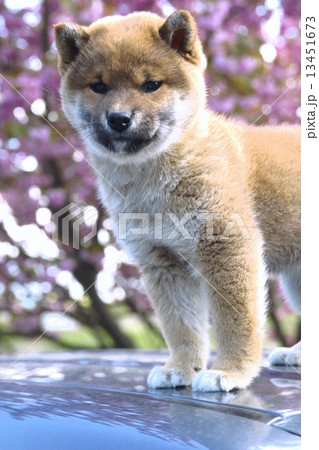 柴犬と八重桜 柴犬と八重桜 13451673
