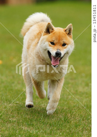 走る柴犬の写真素材