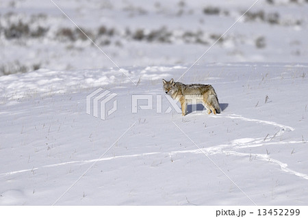 Coyote in a snow 13452299