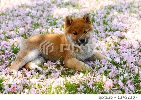 柴犬と八重桜 柴犬と八重桜 13452307