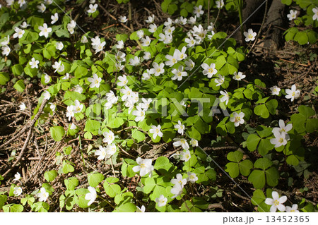Oxalis flowers 13452365