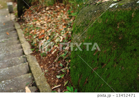 生石神社の苔 13452471