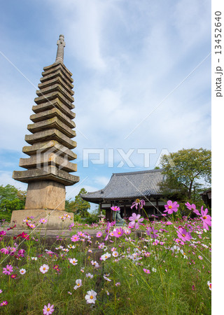 般若寺のコスモス 13452640