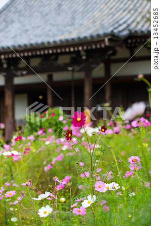 般若寺のコスモス 13452685