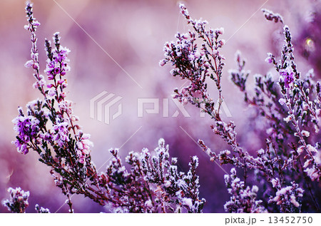 Frozen heather flower 13452750