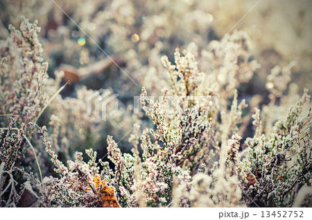 Frozen heather flower 13452752