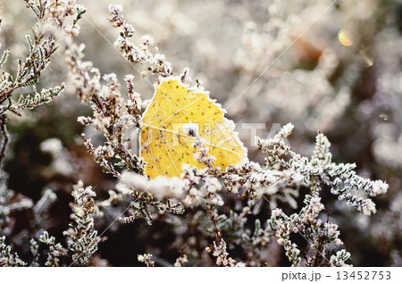 Frozen heather flower 13452753