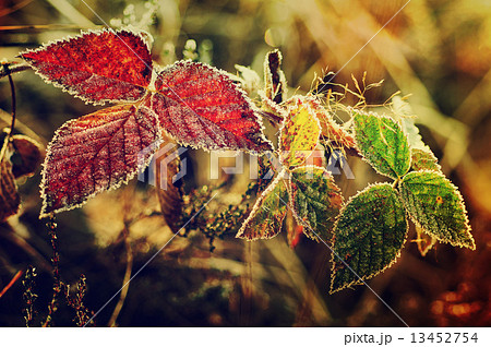 Frozen blackberry leaves 13452754