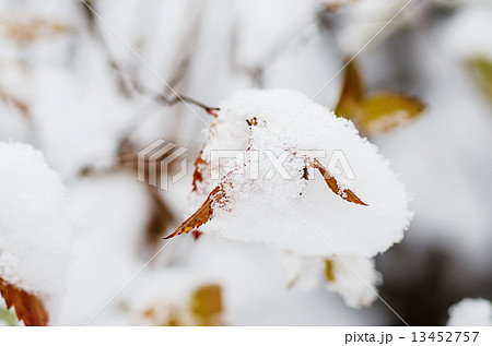 Under the snow 13452757