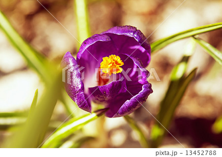 Crocus flower 13452788