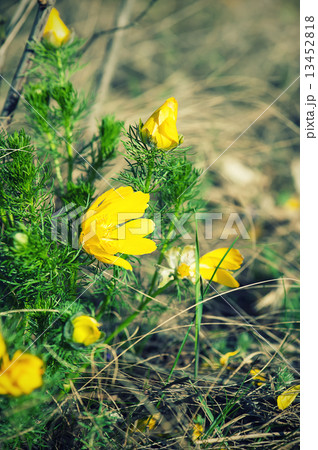 Yellow adonis flower in nature 13452818