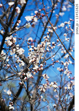 Apricot tree flower 13452826