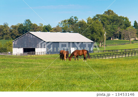 Green pastures of horse farms. Country summer landscape. Green pastures of horse farms. Country summer landscape. 13453146
