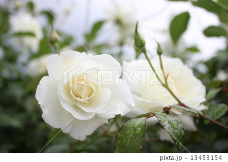 アイスバーグ アイスバーグ 13453154