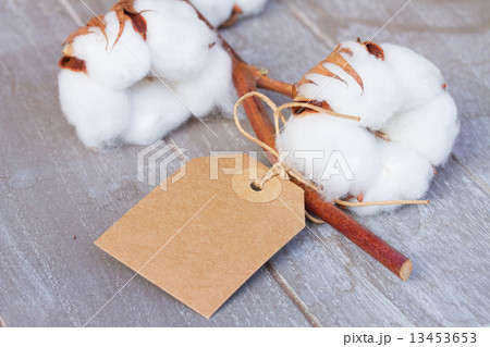 Cotton plant bud 13453653