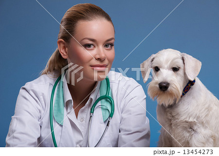 Cute little dog visits vet Cute little dog visits vet 13454273