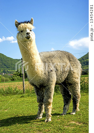 Alpaca looking curious Alpaca looking curious 13454281