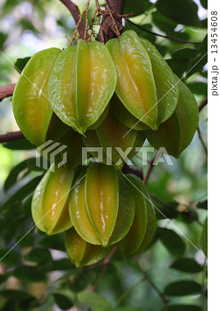 ゴレンシの実 ゴレンシの実 13454608