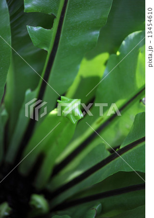 オオタニワタリの若葉 13454610