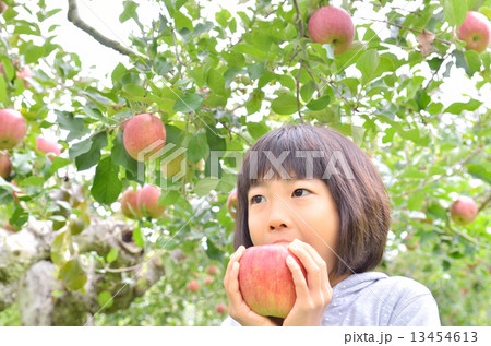 リンゴ狩りを楽しむ女の子 13454613