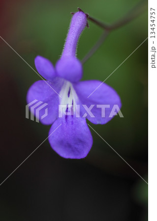 ストレプトカルプスの花 13454757