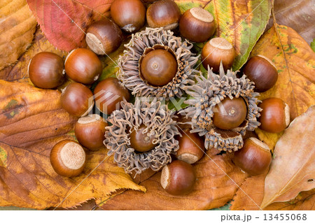 クヌギの実と落ち葉 13455068