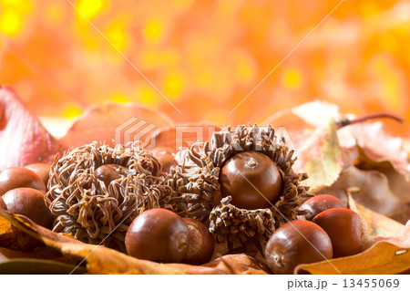 クヌギの実と落ち葉 13455069