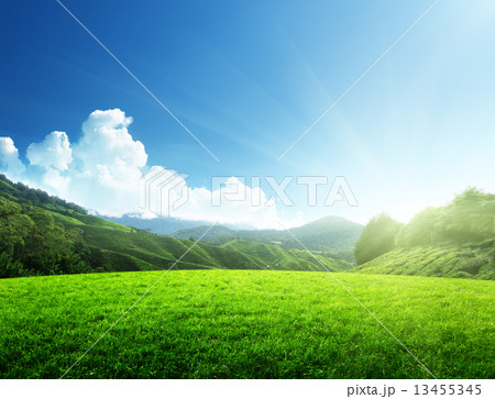 field of spring grass and mountain 13455345
