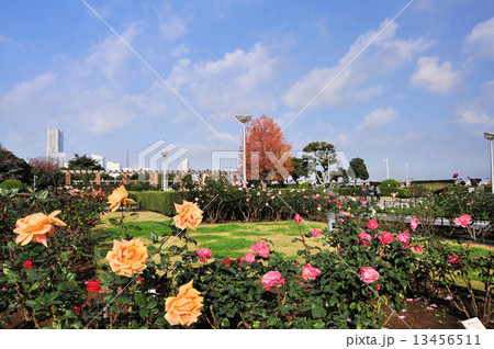 山下公園のバラ園 山下公園のバラ園 13456511