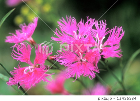 高嶺撫子 13456534