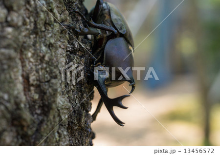 カブトムシ、樹液をなめる・アップ カブトムシ、樹液をなめる・アップ 13456572