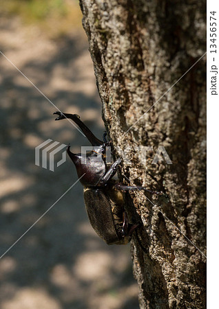 カブトムシ、側面 13456574