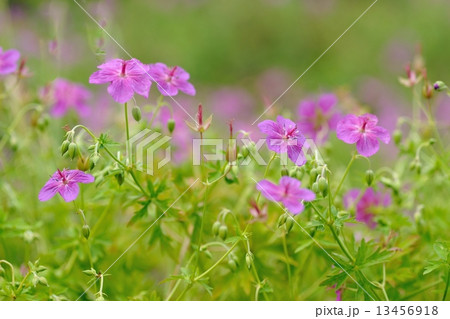 アサマフウロ 13456918