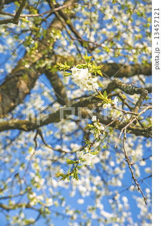 blossom of a pear tree 13457121