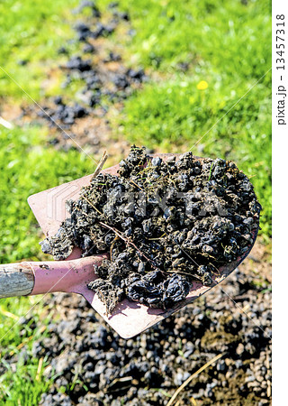 Alpaca manure 13457318