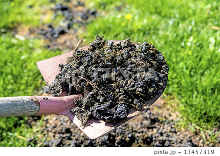 Alpaca manure 13457319