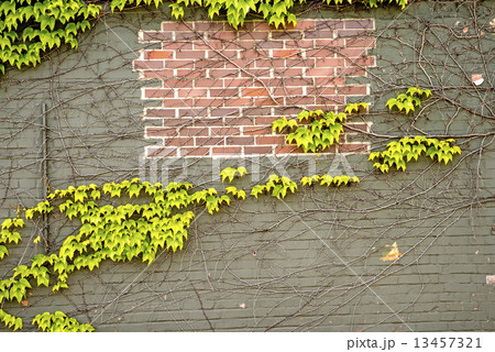 ivy on an old brick wall ivy on an old brick wall 13457321