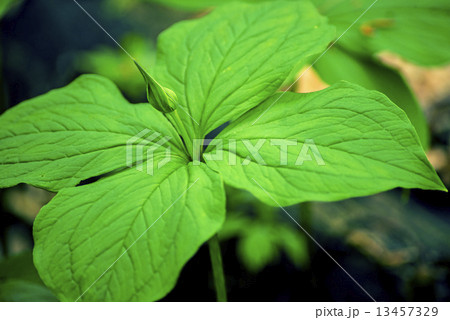 true lover's knot, Paris quadrifolia 13457329