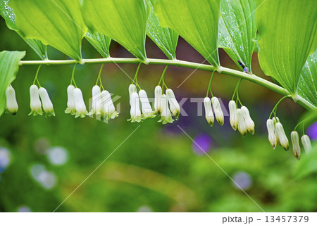 salomons seal, Polygonatum multiflorum salomons seal, Polygonatum multiflorum 13457379