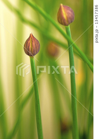 chive blooming chive blooming 13457386