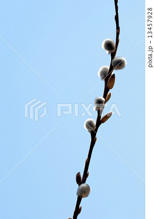 ネコヤナギと青空のコピースペース ネコヤナギと青空のコピースペース 13457928