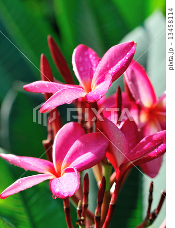 fresh pink frangipane flowers on tree  13458114