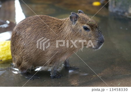 カピバラ カピバラ 13458330