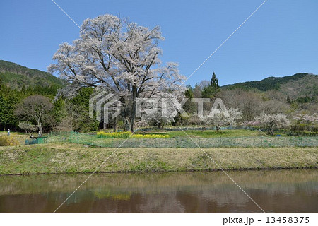 千鳥別尺の山桜 千鳥別尺の山桜 13458375