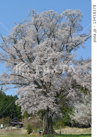 千鳥別尺の山桜 13458378