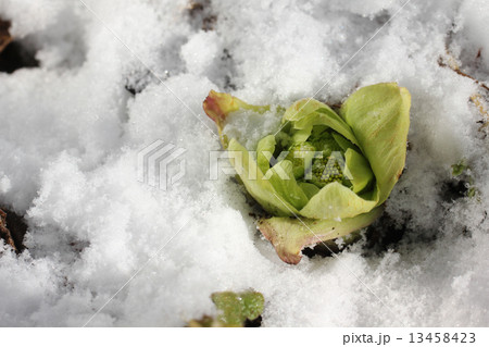 雪・ふきのとう01 13458423