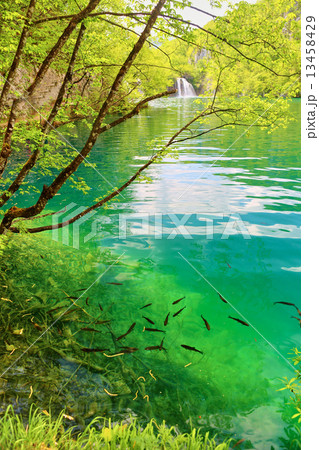 Fish in pure water of the Plitvice lakes 13458429