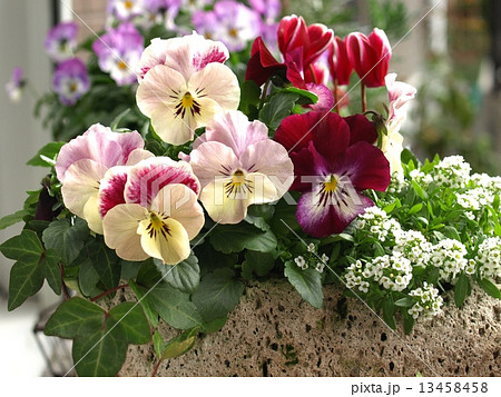 シクラメンとパンジーの冬景色❁⃘まる籠（大） 寄せ植え 蒲郡園芸ガーデン | 冬の寄せ植え❣️ #蒲郡園芸ガーデン #ガーデン